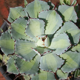 gˊA傤ȂӁAAKx-Agave potatorum 'Kisshou-kan'variegata