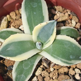 R,߂肱ɂAAKx-Agave 'MERIKO-NISIKI'