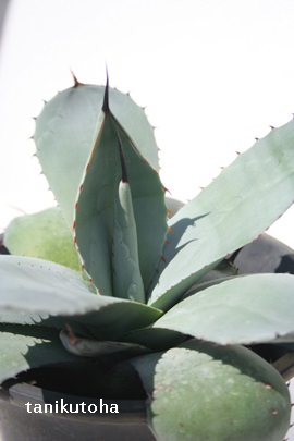 g˓VA傤ĂAAKx-Agave parryi var.huachucensis