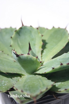 gˊOA傤񂻂ƂӁAAKx-Agave potatorum 'Kisshou-kan'variegata