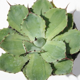 吉祥冠中薄斑、きっしょうかんなかうすふ、アガベ属-Agave potatorum 'Kisshou-kan'variegata