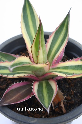 ܐFA΂񂾂AAKx-Agave lophantha f. variegata