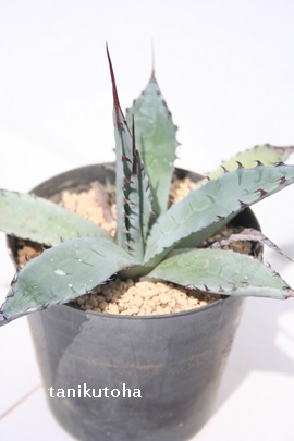 lILVJ[iAAKx-Agave neomexicana