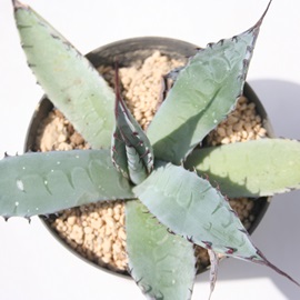 ネオメキシカーナ、アガベ属-Agave neomexicana