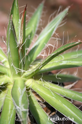 ܍̐AЂ̂䂫AAKx-Agave filifera 'Ouhi-Sasano-Yuki 