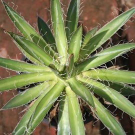 ܍̐AЂ̂䂫AAKx-Agave filifera 'Ouhi-Sasano-Yuki