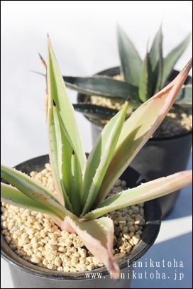 MA͂񂱂,AKx,AKxʔ,M̒ʔ,M̈ĕ₵,JXj,zj,aj,Vzj,hV̓,-Agave angustifolia v. marginata