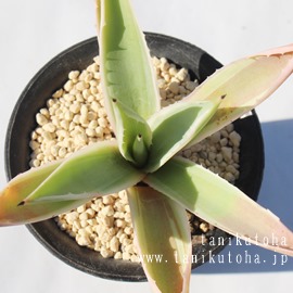 MA͂񂱂,AKx,AKxʔ,M̒ʔ,M̈ĕ₵,JXj,zj,aj,Vzj,hV̓,-Agave angustifolia v. marginata