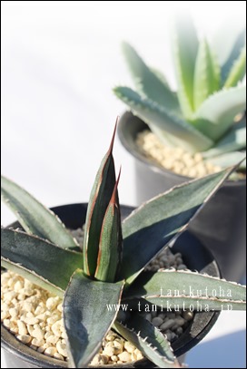 gCAOX,AKx,AKxʔ,gCAOX ̒ʔ,gCAOẌĕ₵,JXj,zj,aj,Vzj,hV̓,-Agave sp