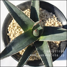 gCAOX,AKx,AKxʔ,gCAOX ̒ʔ,gCAOẌĕ₵,JXj,zj,aj,Vzj,hV̓,-Agave sp