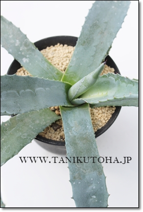 㗖,AKx,AKxʔ,AKxE[c̒ʔ,㗖̈ĕ₵,AKxE[cJXj,zj,aj,Vzj,hV̓,-Agave americana L.