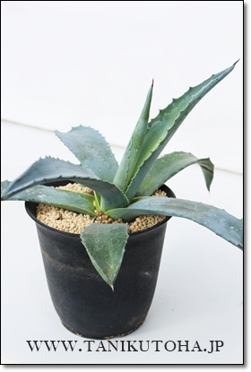 㗖,AKx,AKxʔ,㗖̒ʔ,㗖̈ĕ₵,JXj,zj,aj,Vzj,hV̓,-Agave americana L.