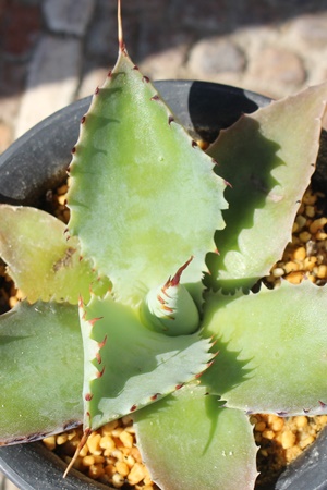 |^gX|[,AKx,|^gX|[̒ʔ,|^gX|[̈ĕ₵,Agave potatorum spawn