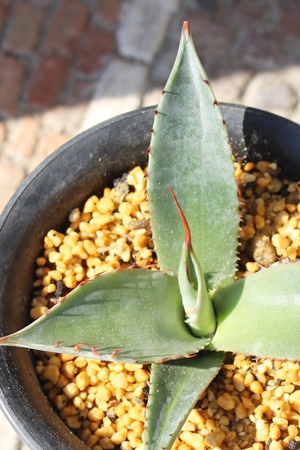 R[^XvE,AKx,R[^XvE̒ʔ,R[^XvËĕ₵,Agave colorata spuriam,