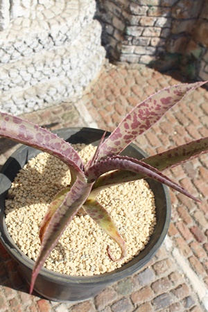 bhLbgEB[Y,AKx,bhLbgEB[Y̒ʔ,bhLbgEB[Ÿĕ₵,Agave Red Catweazle