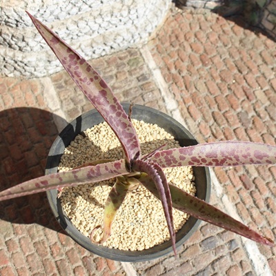 }Kx nCubh,AKx,}Kx nCubh̒ʔ,}Kx nCubḧĕ₵,Agave mangave hyb,i@ɂƂ