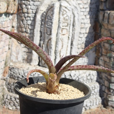 }Kx nCubh,AKx,}Kx nCubh̒ʔ,}Kx nCubḧĕ₵,Agave mangave hyb,i@ɂƂ