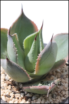 P,AKx,P̒ʔ,P̈ĕ₵,PJXj,zj,aj,Vzj,hV̓,Agave potatorum houou