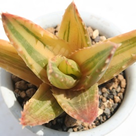 不夜城錦、ふやじょうにしき、アロエ属-Aloe nobilis f. variegata