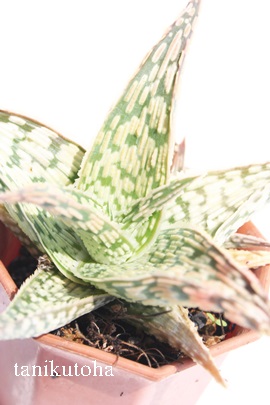 Xm[tCNAAG-Aloe rauhii SNOW FLAKE