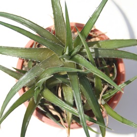 サウンデルシアエ、アロエ属-Aloe saundersiae