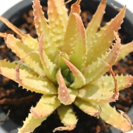 帝王錦、ていおうにしき、アロエ属-Aloe humilis
