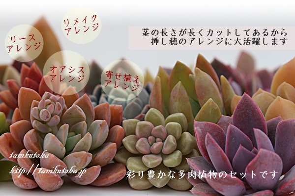 多肉植物のアレンジメントカット苗セット通販 多肉植物で作るクリスマスリース クリスマスリースセット 多肉植物のカット苗通販 多肉植物 のクリスマスリース激安販売 たにくカット苗販売 多肉リース販売 手作りリース 多肉永遠 たにくとは