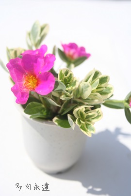 cXxqOA|[`JA-Portulaca sp