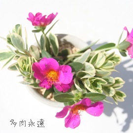 cXxqA|[`JA-Portulaca sp