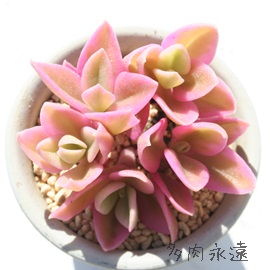 花蔓草錦はなづるそうにしき,アプテニア属-Aptenia cordifolia