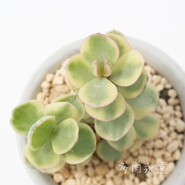 y̕,̂܂ɂA|[`JA-Portulaca sp