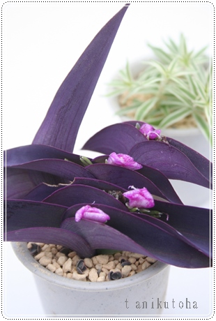 a,ނ炳ĂAgfXJ`A-Tradescantia pallida Purpurea