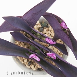 a,ނ炳ĂAgfXJ`A-Tradescantia pallida Purpurea