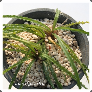 NXpXAfB[{[A-Ledebouria crispus OOCF