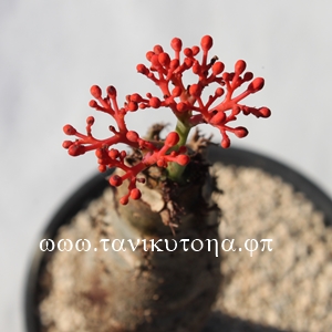 X,gt@,XˁAX˂̒ʔ,X˂̈ĕ₵-Jatropha podagrica,i@ɂƂ