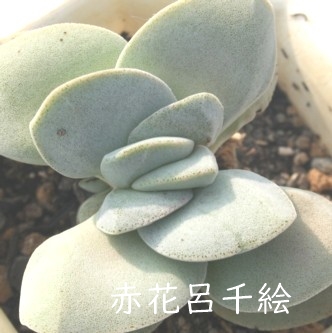 CGA낿ANbX-Crassula 'Morgan's Beauty' 