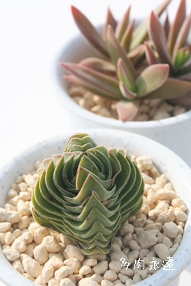 ub^evANbX-Crassula  'Buddha's Temple' 