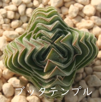 ub^evANbX-Crassula  'Buddha's Temple' 