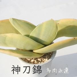 神刀錦、じんとうにしき、クラッスラ属-Crassula falcta f. variegata