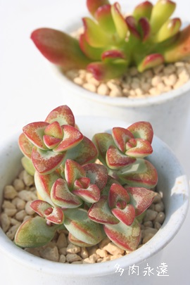 AڂANbX-Crassula conjuncta