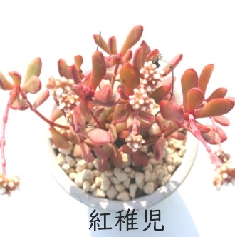 紅稚児、べにちご、クラッスラ属-Crassula pubescens ssp. radicans