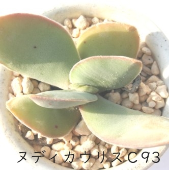 kfBJEXb93ANbX-Crassula nudicaulis var. nudicaulis C93