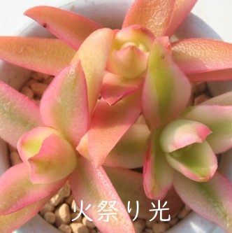 ΍ՂтЂ܂ɂANbX-Crassula capitella 'Camp Fire variegata'