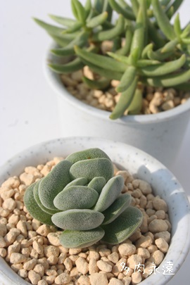 ZZAx`iANbX-Crassula sericea var. velutina