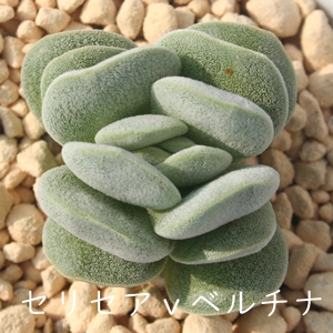 ZZAx`iANbX-Crassula sericea var. velutina