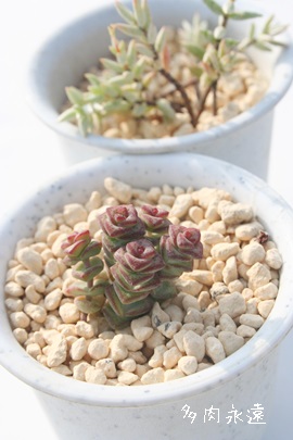 xr[YlbNXAXANbX-Crassula 'Baby's Necklace'