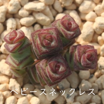 xr[YlbNXAXANbX-Crassula 'Baby's Necklace'