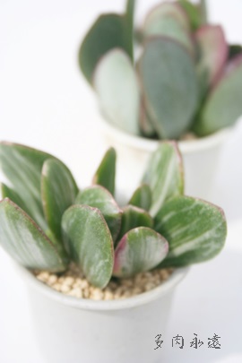 ԌтɂANbX-Crassula portulacea variegata