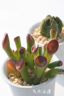 S[ANbX-Crassula ovata 'Gollum'