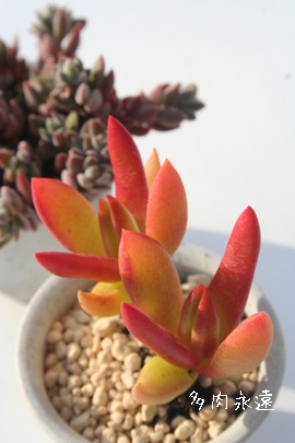 ԋSAɂ傤ANbX-Crassula fusca